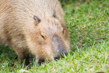 capybara feeding outdoors in Rio de Janeiro, Brazil