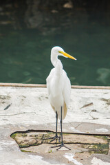 egret bird outdoors in a pond in Rio de Janeiro, Brazil.