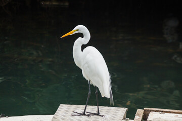Naklejka premium egret bird outdoors in a pond in Rio de Janeiro, Brazil.