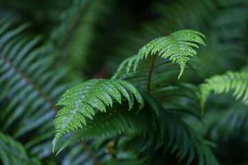Closeup of Dew Covered Ferns - 516094507