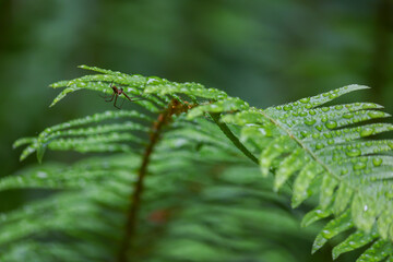 A Spider Hiding Under a Leaf - 516094513