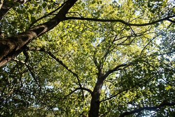 leaves and sky