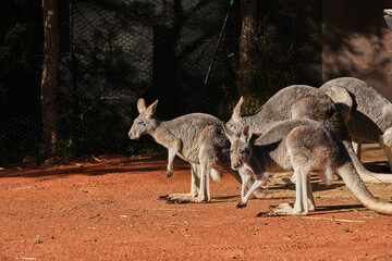 Kangaroos are medium-sized macropods — a term used to classify all kangaroos and wallabies. Females weigh from 20-30kg, and males can grow up to 70kg.