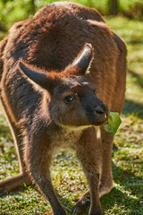 Kangaroos are medium-sized macropods ‚Äî a term used to classify all kangaroos and wallabies. Females weigh from 20-30kg, and males can grow up to 70kg.