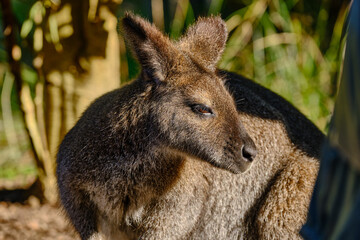 Kangaroos are medium-sized macropods ‚Äî a term used to classify all kangaroos and wallabies. Females weigh from 20-30kg, and males can grow up to 70kg.