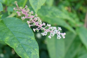 butterfly on flower