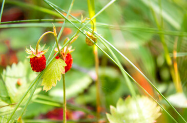 Wild strawberry in forrest . High quality photo. Selective focus