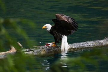 American Bald Eagle Fishing - 516094586