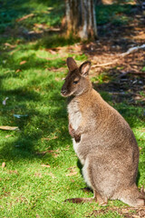 Naklejka na ściany i meble Kangaroos are medium-sized macropods — a term used to classify all kangaroos and wallabies. Females weigh from 20-30kg, and males can grow up to 70kg.