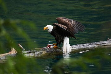 American Bald Eagle Fishing - 516094595