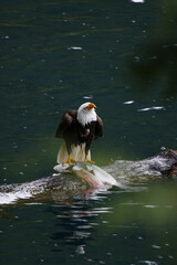 American Bald Eagle Fishing in a Lake - 516094704