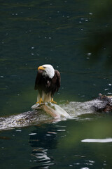 American Bald Eagle Fishing in a Lake - 516094709