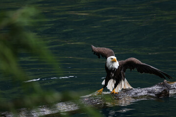 American Bald Eagle Fishing in a Lake - 516094713
