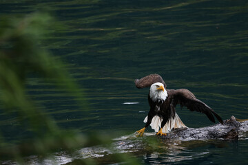 American Bald Eagle Fishing in a Lake - 516094719