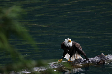 American Bald Eagle Fishing in a Lake - 516094727