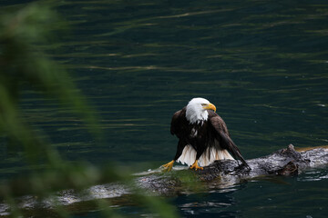 American Bald Eagle Fishing in a Lake - 516094736
