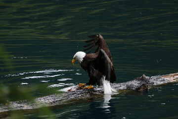 American Bald Eagle Fishing in a Lake - 516094746