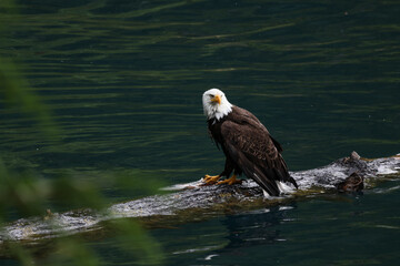 American Bald Eagle Fishing in a Lake - 516094755