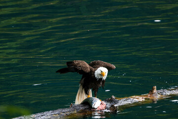 American Bald Eagle Fishing in a Lake - 516094779