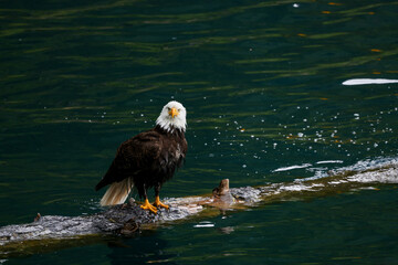 American Bald Eagle Fishing in a Lake - 516094989