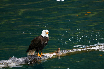American Bald Eagle Fishing in a Lake - 516094997