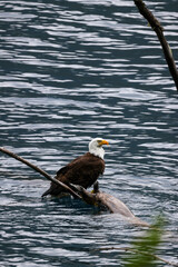 American Bald Eagle Fishing in a Lake - 516095101