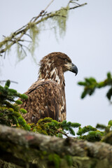 Juvenile Bald Eagle Closeup - 516095300