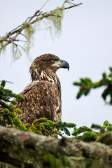 Juvenile Bald Eagle Closeup - 516095309