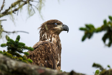 Juvenile Bald Eagle Closeup Blinking - 516095328