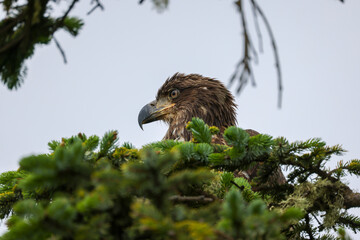Juvenile Bald Eagle Closeup - 516095330