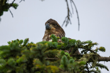 Juvenile Bald Eagle Closeup - 516095342