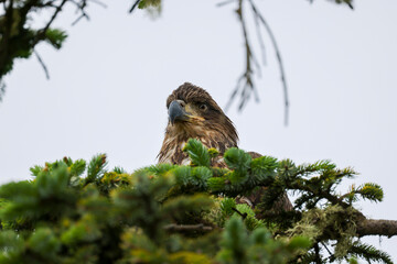 Juvenile Bald Eagle Closeup - 516095345