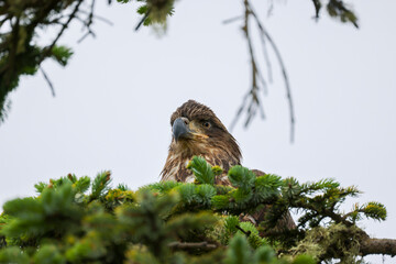 Juvenile Bald Eagle Closeup - 516095353