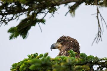Juvenile Bald Eagle Closeup - 516095357