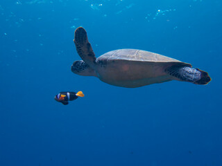 Wild turtles and clownfish swimming together