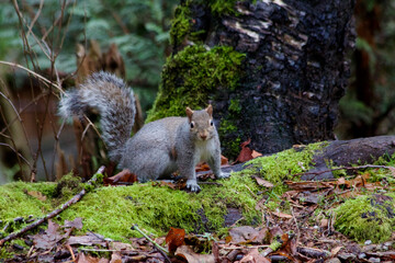 Squirrel2