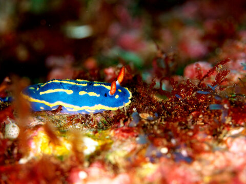 Blue dorid seen from the side