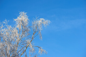 Copy space with tree branches covered in snow against a clear blue sky background with copy space outdoors. Ice frozen on long bare twigs in the woods during frosty weather in the cold winter season