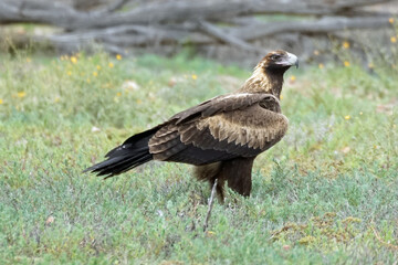 Australian Outback Wedge Tailed Eagle (Aquila audax)