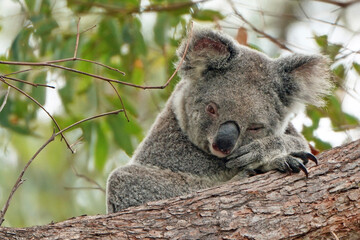Australian Koala (Phascolarctos cinereus)