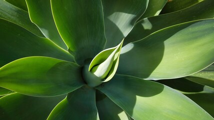 Obraz premium Closeup of a Foxtail Agave in the Morning Sunlight