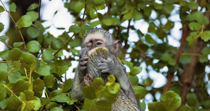 Vervet Monkey, Cercopithecus pygerythrus, babies play in the trees, slow motion