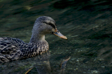 Mallard Duck in Water