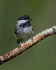 Black Capped Chickadee