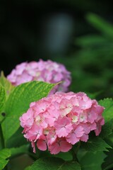 hydrangea
