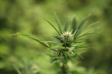 Blooming Marijuana plant with early white Flowers, cannabis  leaves, marijuana