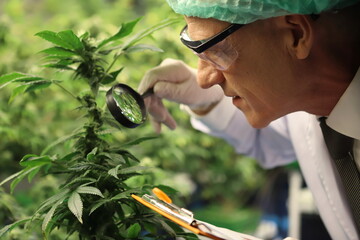 scientist with glasses and gloves checking hemp plants or cannabis plant in a greenhouse. Concept...