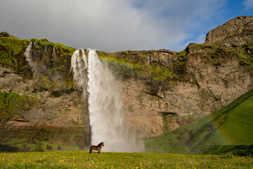waterfall and a horse 