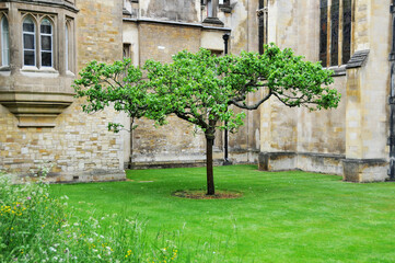 an apple tree at the gate of Trinity College, Cambridge, England.