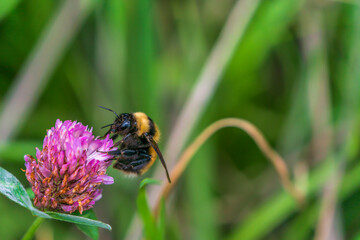 A Bombus terrestris pollinated on Trifolium pratense